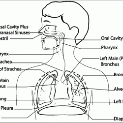 Respiratory system worksheet answer key