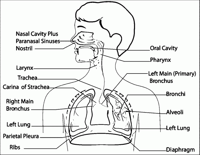 Respiratory system worksheet answer key