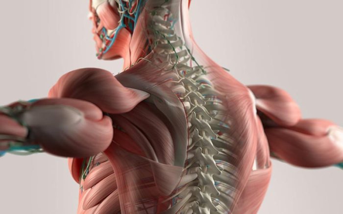 Musculoskeletal and neurological ati test