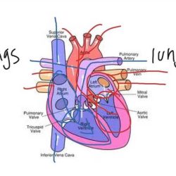 Circulatory system gizmo answers key