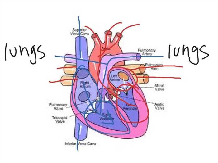 Circulatory system gizmo answers key