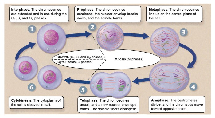 Mitosis cell cycle cells chromosomes eukaryotic cytokinesis phases division phase during plant process prophase nuclear diagram stages which nucleus daughter