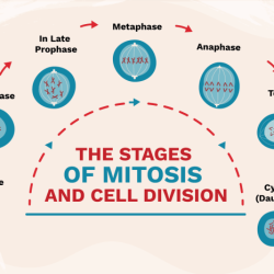 Mitosis worksheet phases of the cell cycle