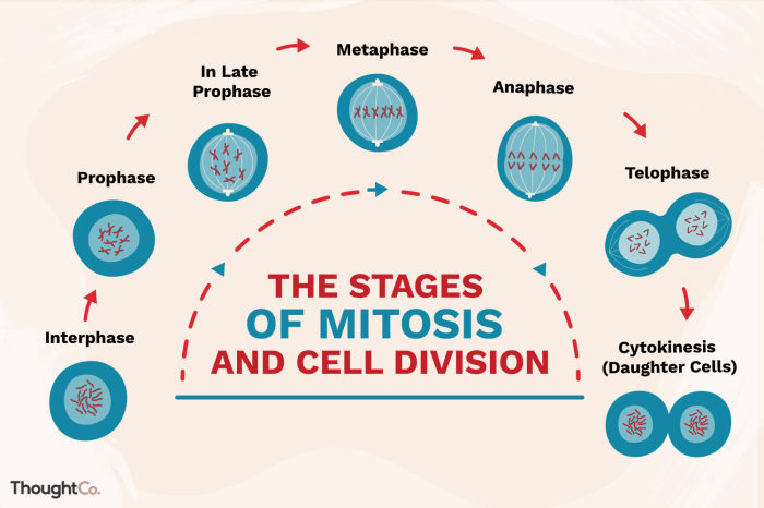 Mitosis worksheet phases of the cell cycle