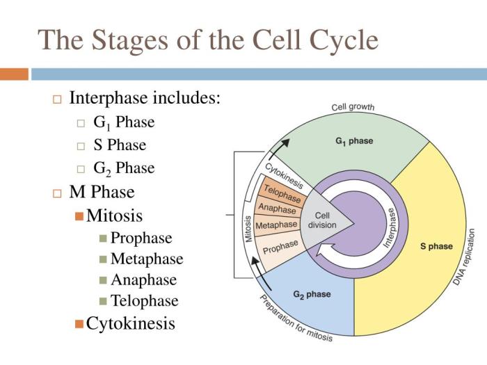 Mitosis worksheet phases of the cell cycle