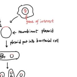 Dna chegg recombinant walkthrough technology figure using has transcribed text show answer