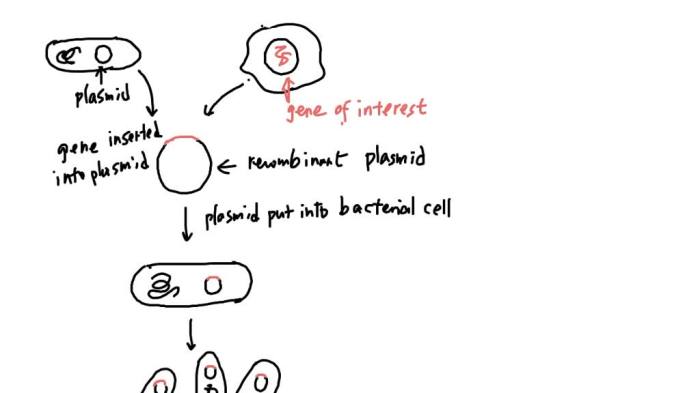 Dna chegg recombinant walkthrough technology figure using has transcribed text show answer