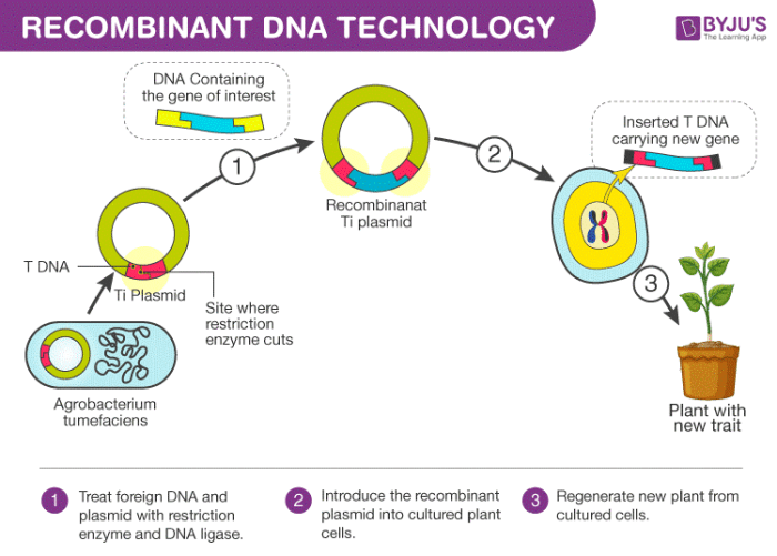 Figure walkthrough using recombinant dna technology to make useful products