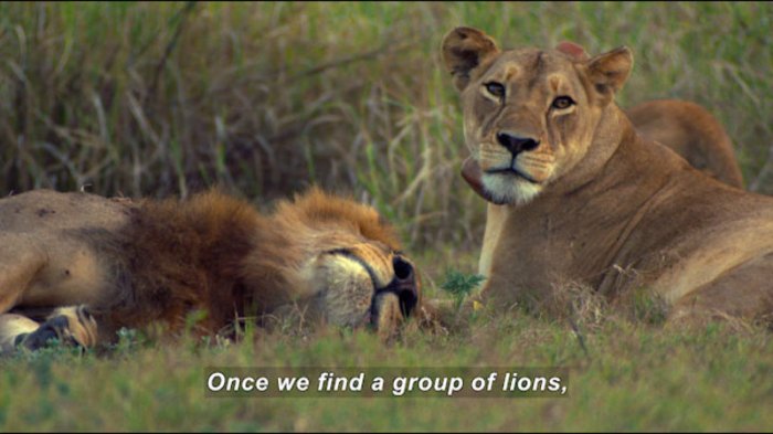 Tracking lion recovery in gorongosa national park