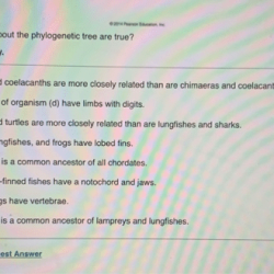 Tree phylogenetic biology statements which true closely mammals turtles chordates sharks related birds common answers questions