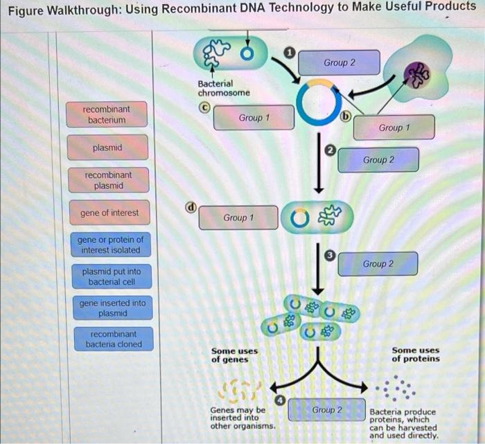 Figure walkthrough using recombinant dna technology to make useful products