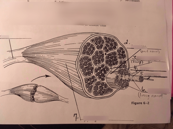 Microscopic anatomy of skeletal muscle worksheet answers