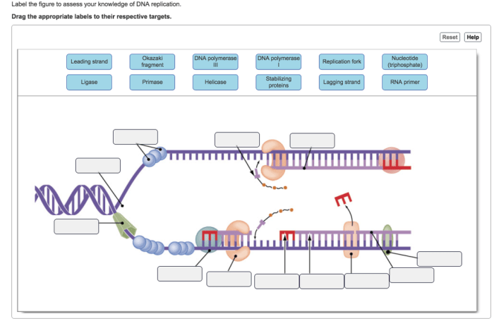 Label the figure to assess your knowledge of dna replication