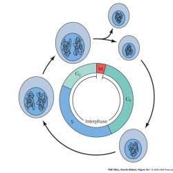 Click and learn the eukaryotic cell cycle and cancer