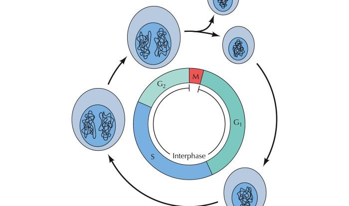 Click and learn the eukaryotic cell cycle and cancer