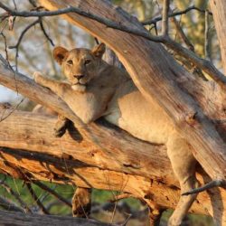 Gorongosa biodiversity surveying scientists work biointeractive