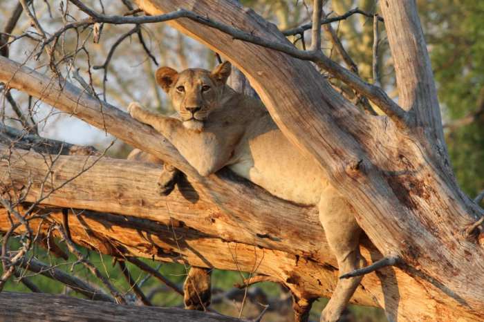 Gorongosa biodiversity surveying scientists work biointeractive