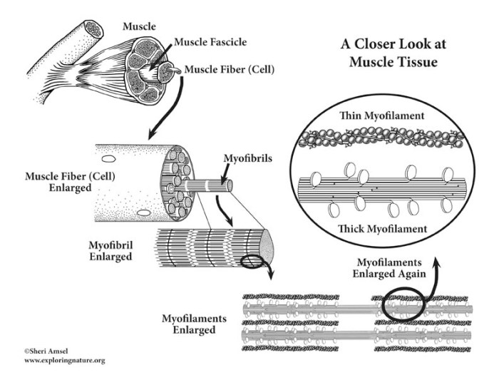 Microscopic anatomy of skeletal muscle worksheet answers