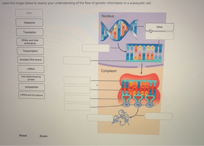 Replication fork dna diagram biology molecule genetics board synthesis forks cell daughter bing choose helicase which unwinding ch