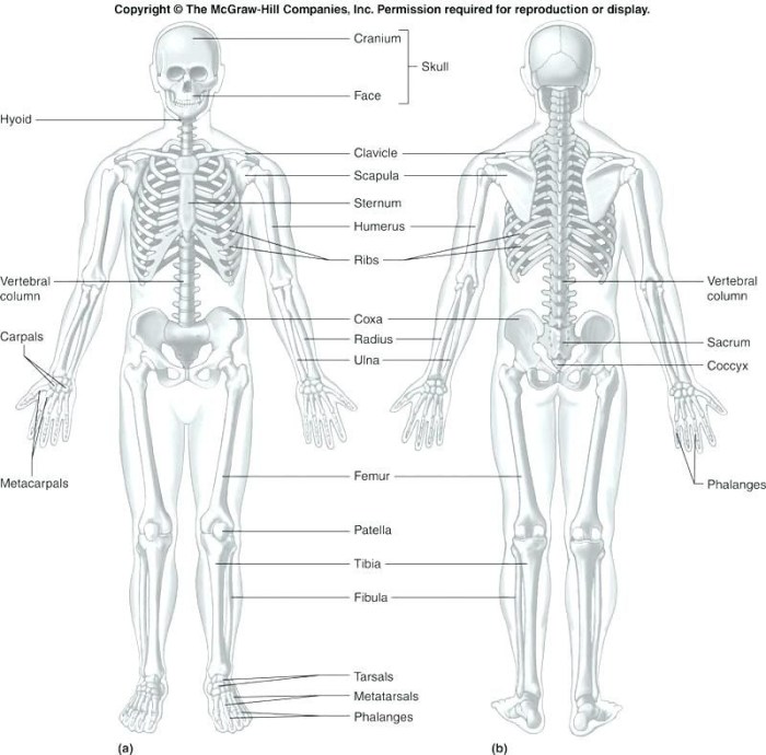 Worksheet muscle anatomy system muscular labeling bones diagram human grade types worksheets skeletal smooth physiology body pdf result tissue cell