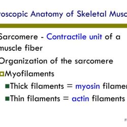 Cardiac muscle anatomy microscopic cells sarcolemma cell intercalated heart gap muscles function junctions tubules discs myocardium sarcoplasmic reticulum adherens antranik