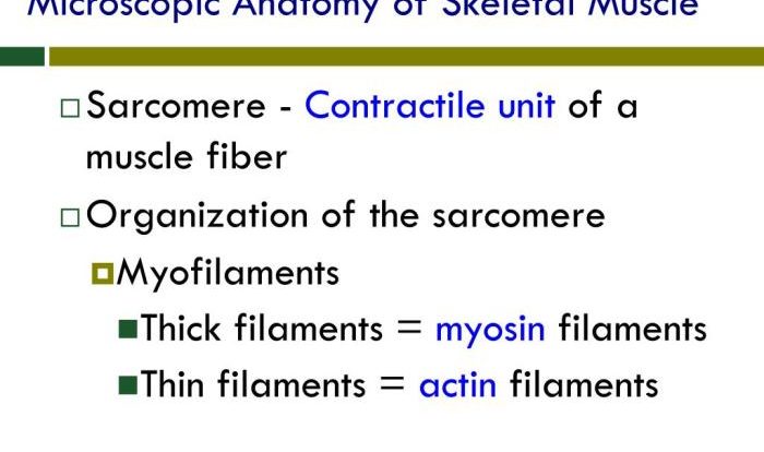 Cardiac muscle anatomy microscopic cells sarcolemma cell intercalated heart gap muscles function junctions tubules discs myocardium sarcoplasmic reticulum adherens antranik