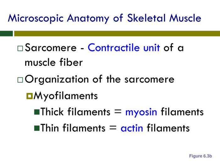 Cardiac muscle anatomy microscopic cells sarcolemma cell intercalated heart gap muscles function junctions tubules discs myocardium sarcoplasmic reticulum adherens antranik