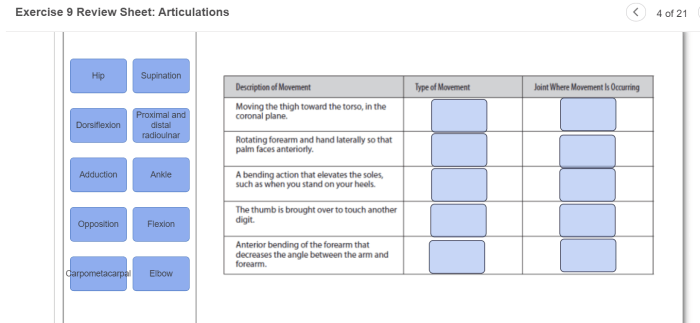 Exercise 11 articulations and body movements review sheet answers