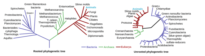 Which statements about the phylogenetic tree are true