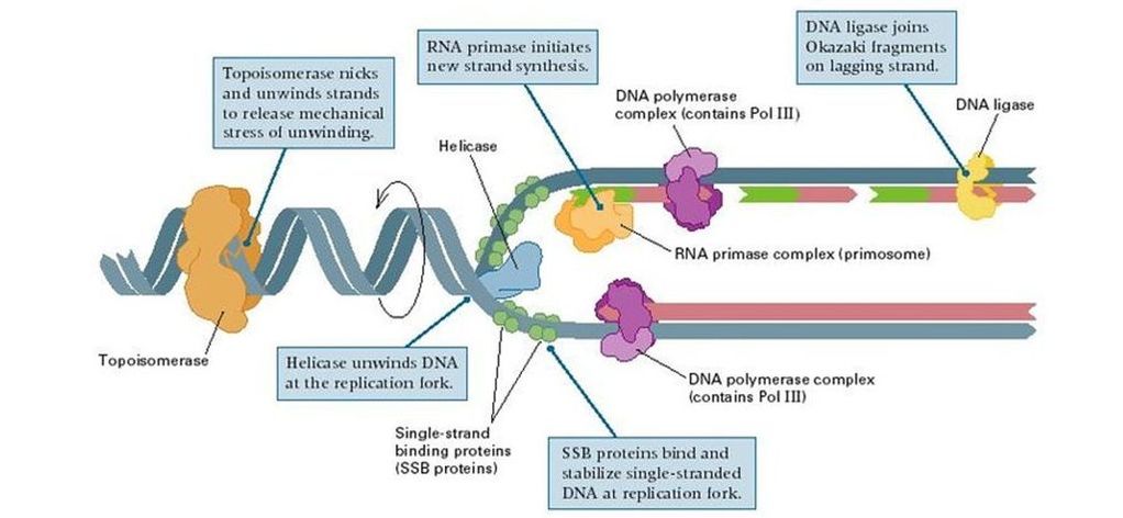 Label the figure to assess your knowledge of dna replication